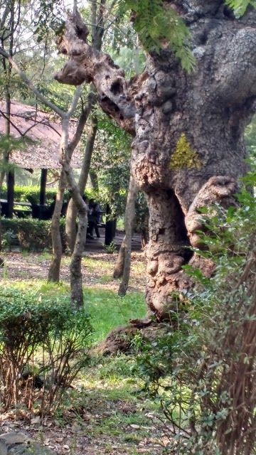Parque Nacional Bosque de Tlalpan